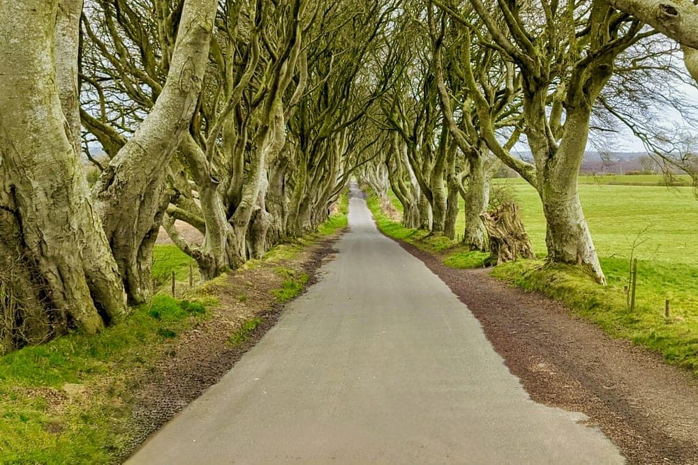 An asphalt road winds through a tunnel of ancient, gnarled beech trees with bare branches in Northern Ireland, United Kingdom.
