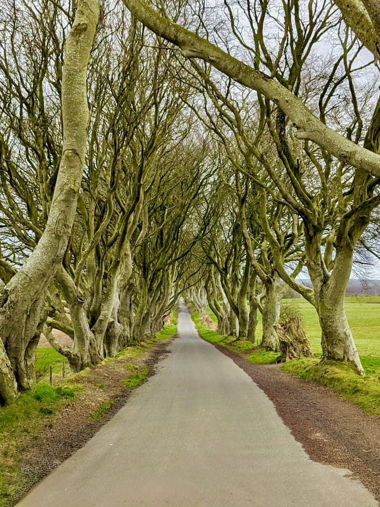 The Dark Hedges Path