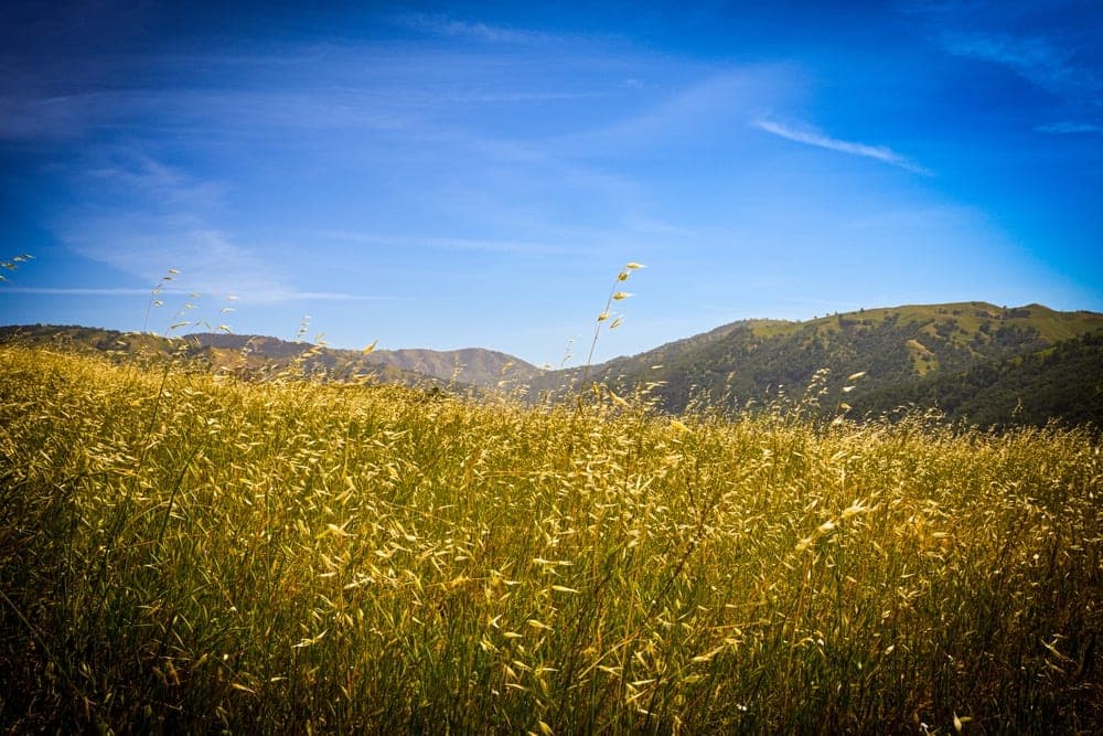 A field of golden grasses in Sunol, California, under a bright blue sky with rolling hills in the background.