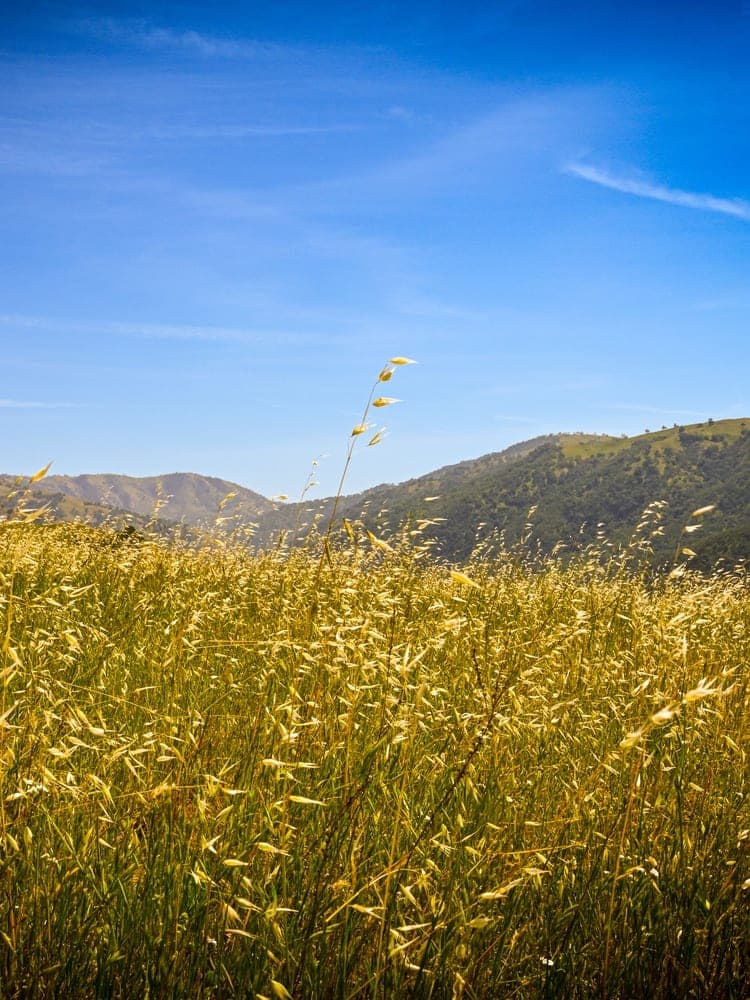 Golden Grasslands of Sunol