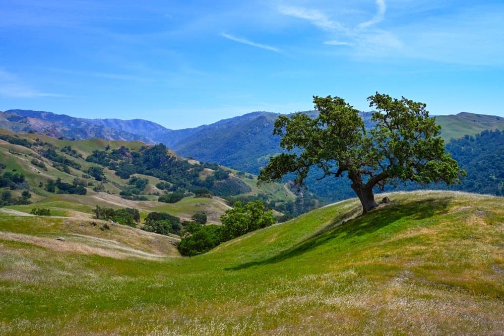 An ancient oak tree on a grassy hill in Sunol, California, United States, with rolling hills and a blue sky in the background.