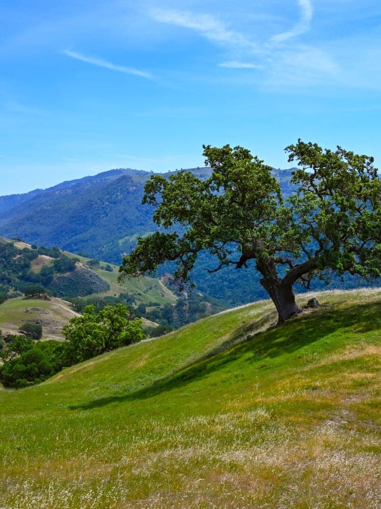 Oak on the Rolling Hills