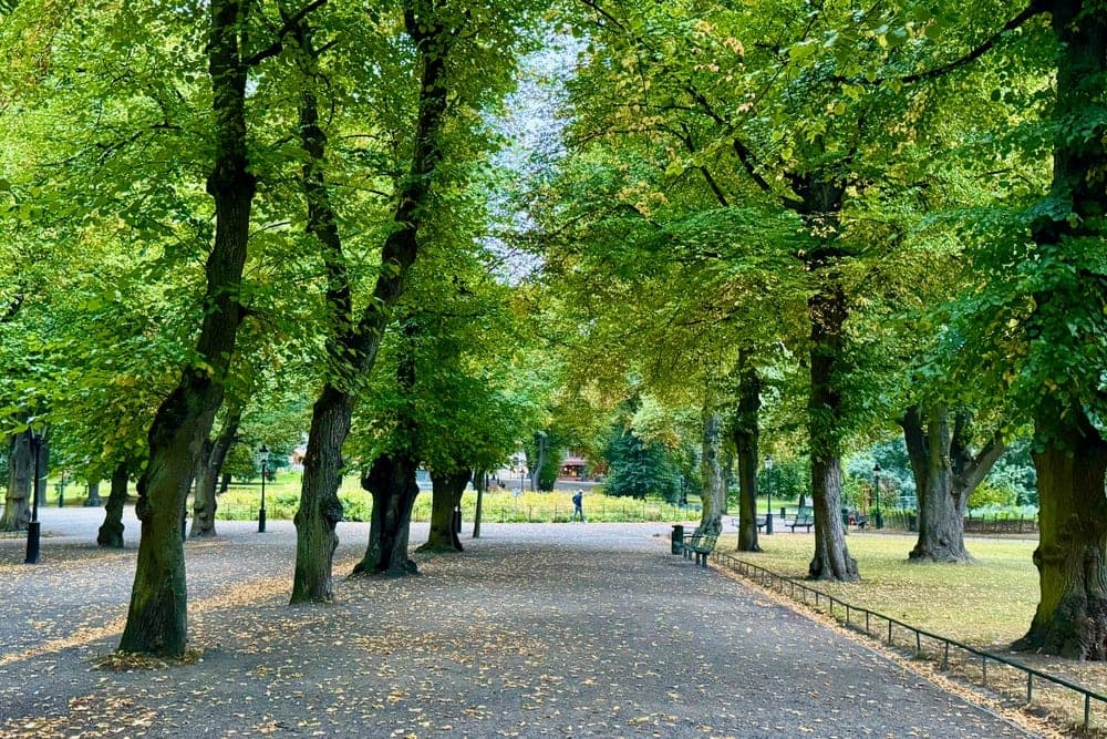 A park pathway in Stockholm, Sweden, lined with trees in early autumn colours, with fallen leaves on the ground.