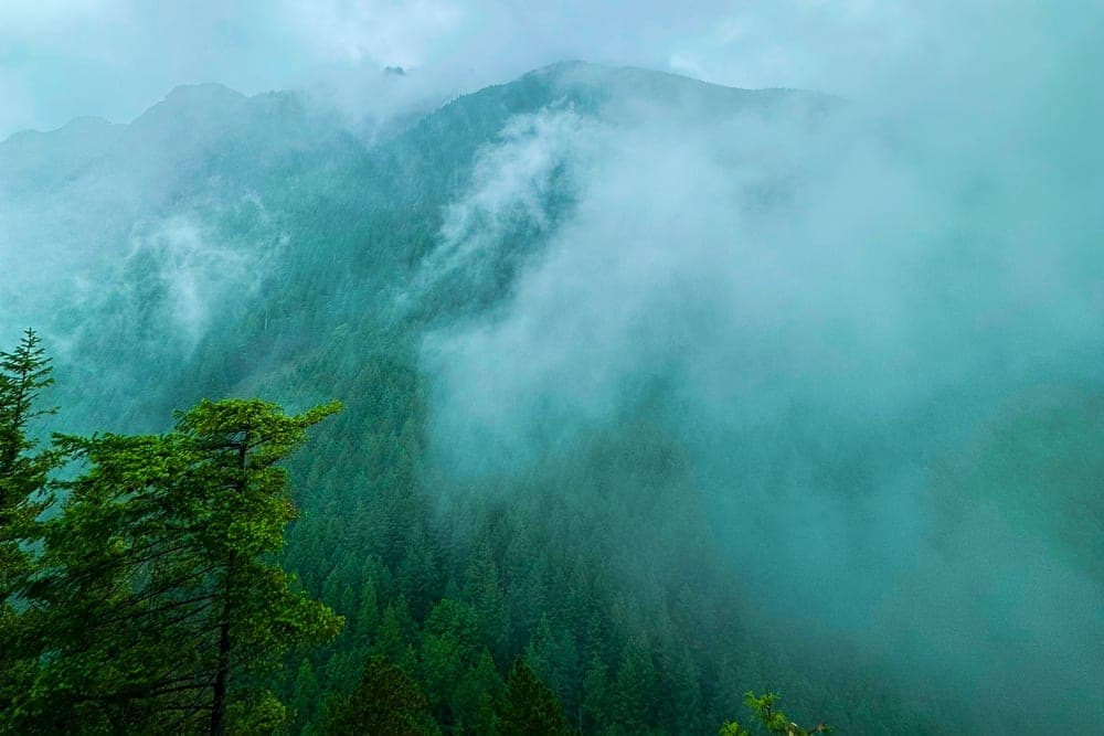 Misty evergreen forest landscape in Washington, United States, viewed from a rocky outcrop.