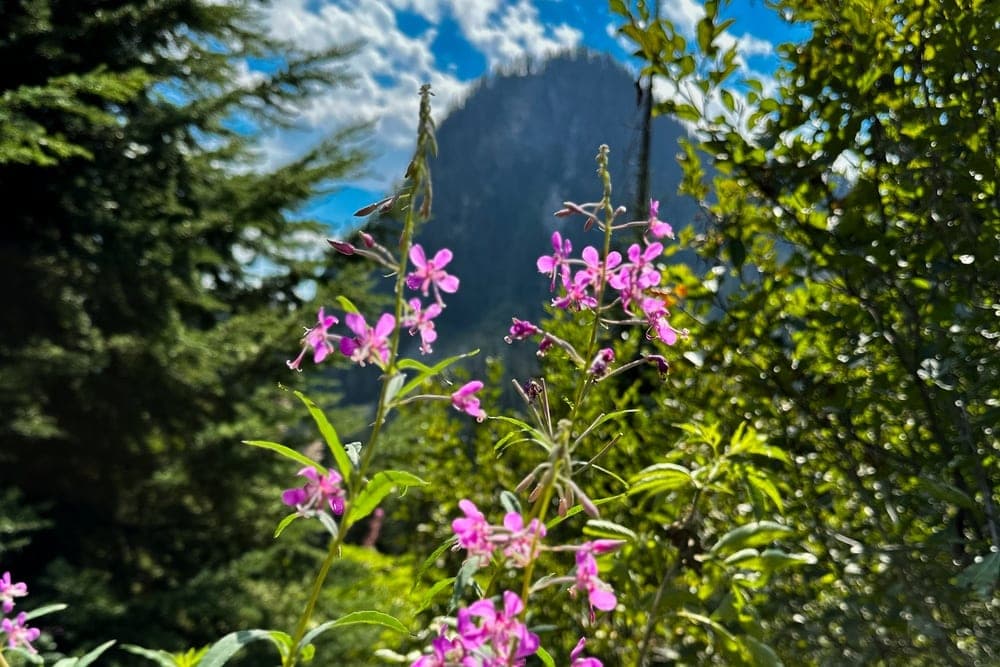 Pink fireweed flowers bloom in the foreground with a mountain peak and cloudy sky in the background, taken in Snoqualmie Pass, Washington, United States.
