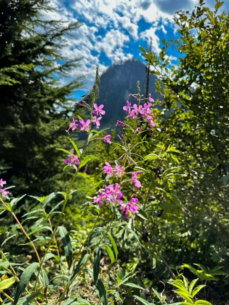 Wildflowers of Snoqualmie Pass