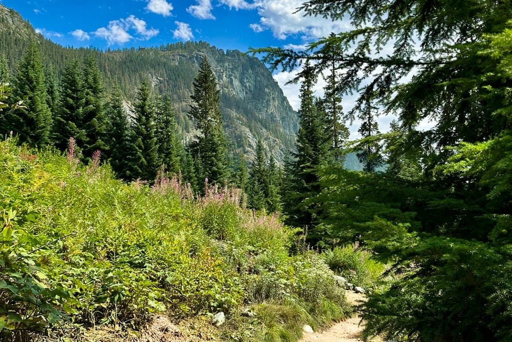 A sandy hiking trail winds through lush greenery towards forested mountains under a blue sky with white clouds, in Washington, United States.