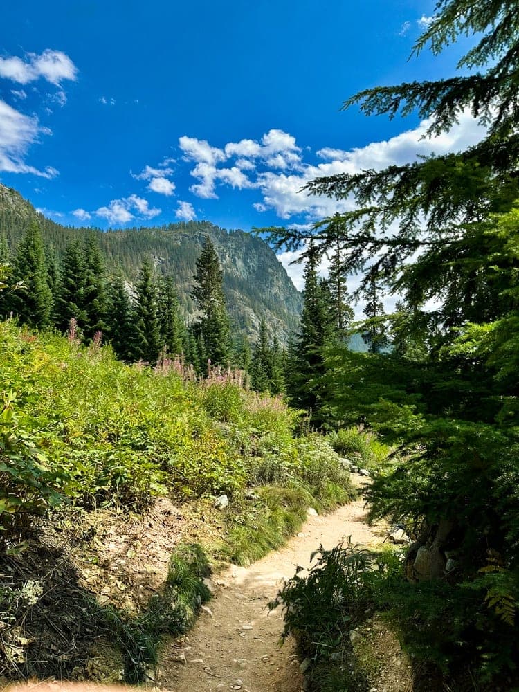 Forest Path to Peaks
