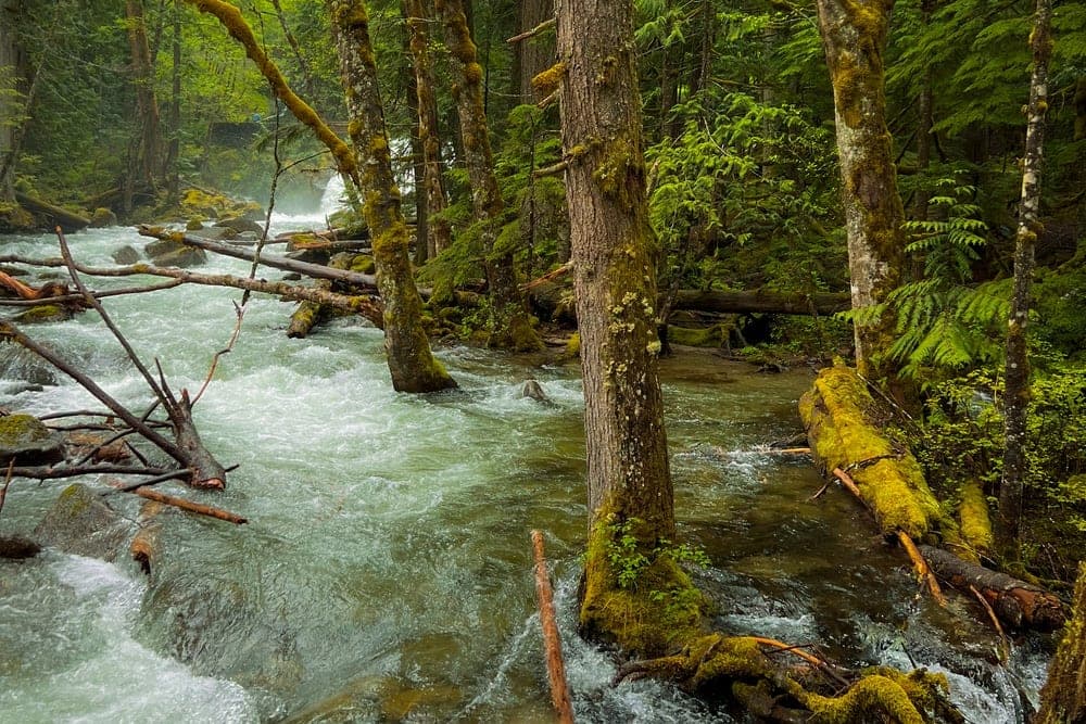 A fast-flowing, foamy river winds through a moss-covered forest in Skykomish, Washington, United States.