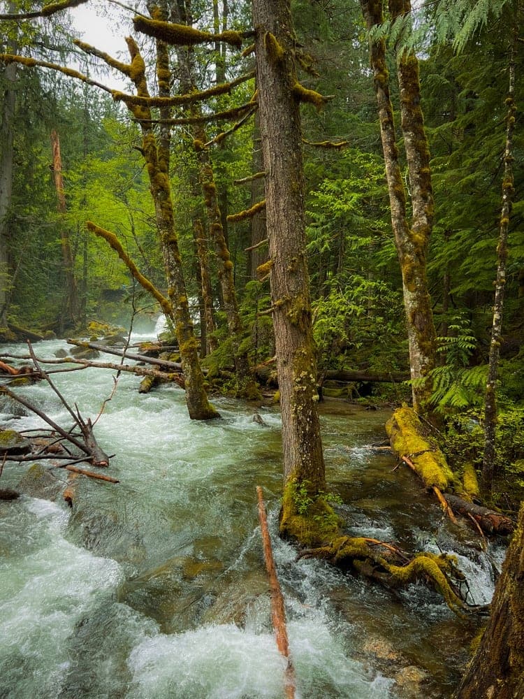 Emerald River's Embrace