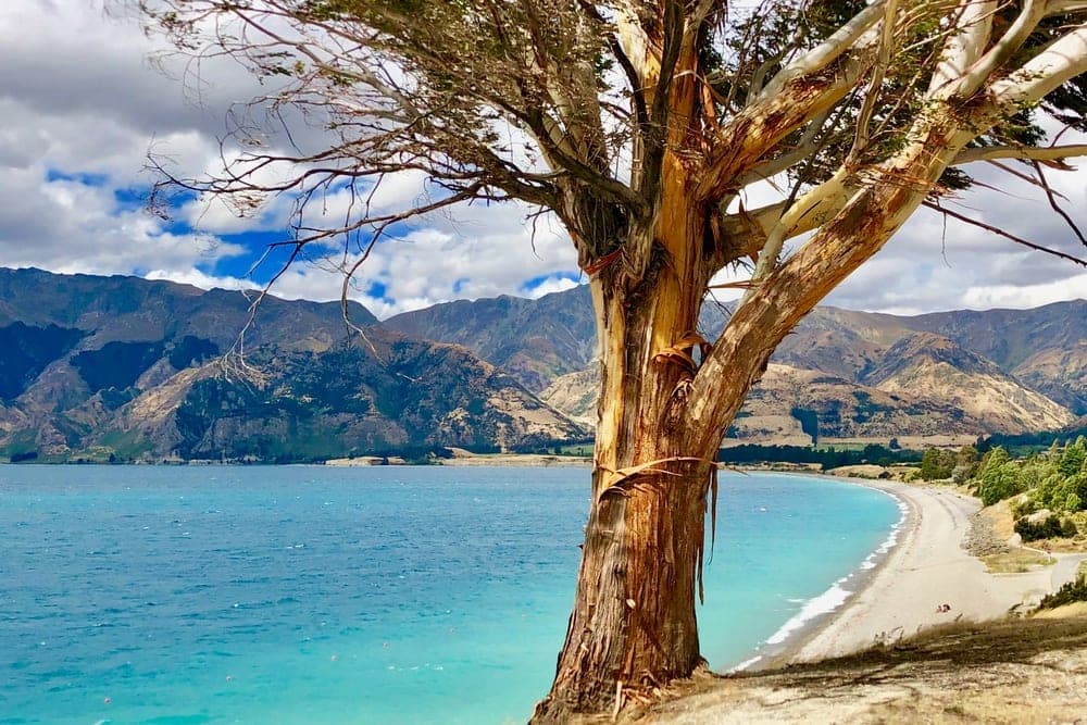 A large eucalyptus tree with peeling bark stands on a clifftop overlooking the turquoise waters of Lake Hāwea, New Zealand, with mountains in the background under a cloudy sky.