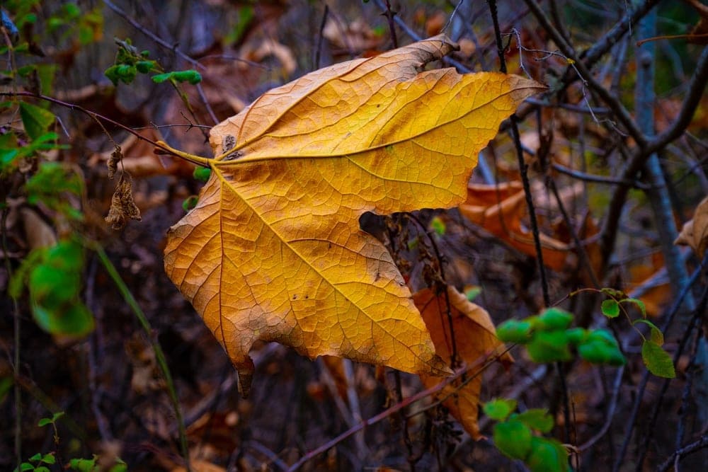 A golden-yellow maple leaf with intricate veins, photographed in the South Bay Area, United States.