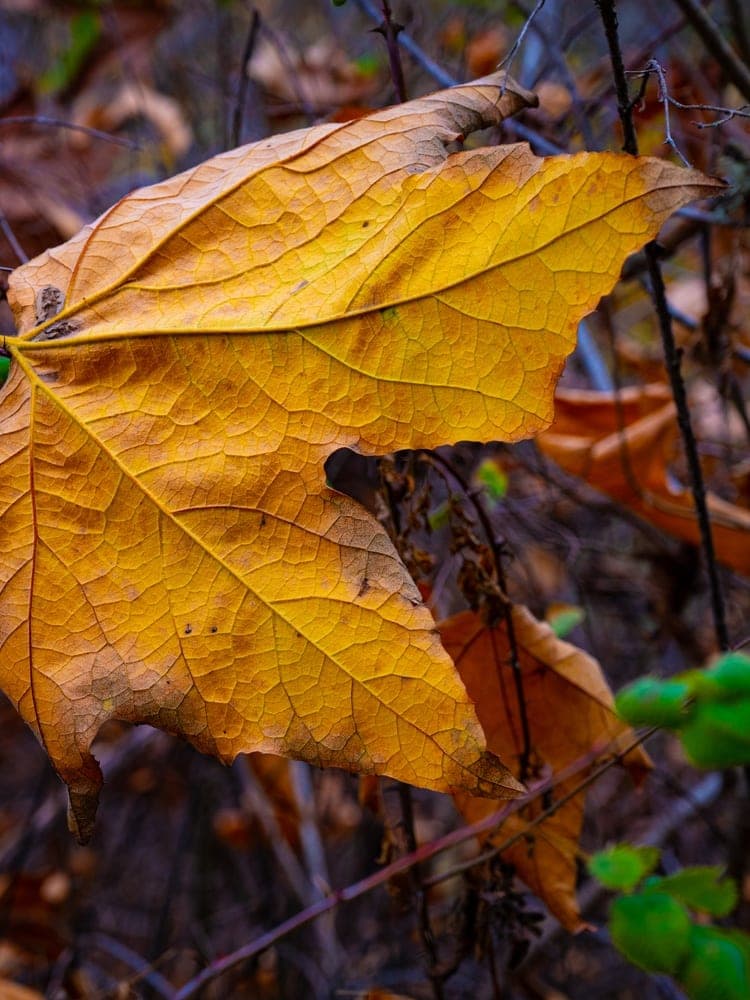 Autumn's Golden Veins