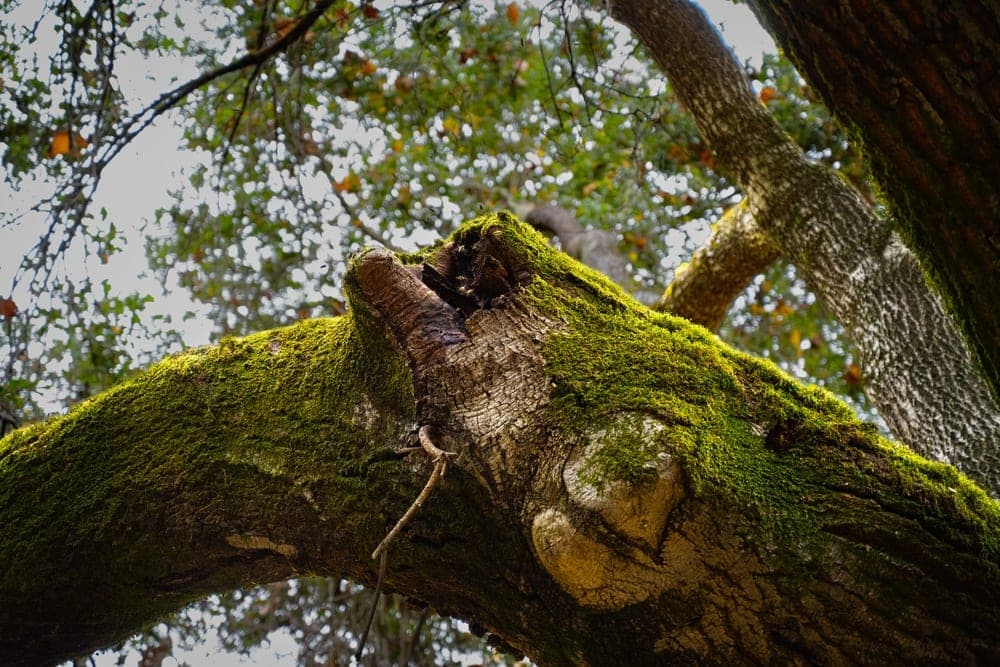 A thick oak branch covered in lush green moss, with dappled light filtering through the trees above, photographed at Tony Look / Stevens Creek Trail, Cupertino, California, United States.