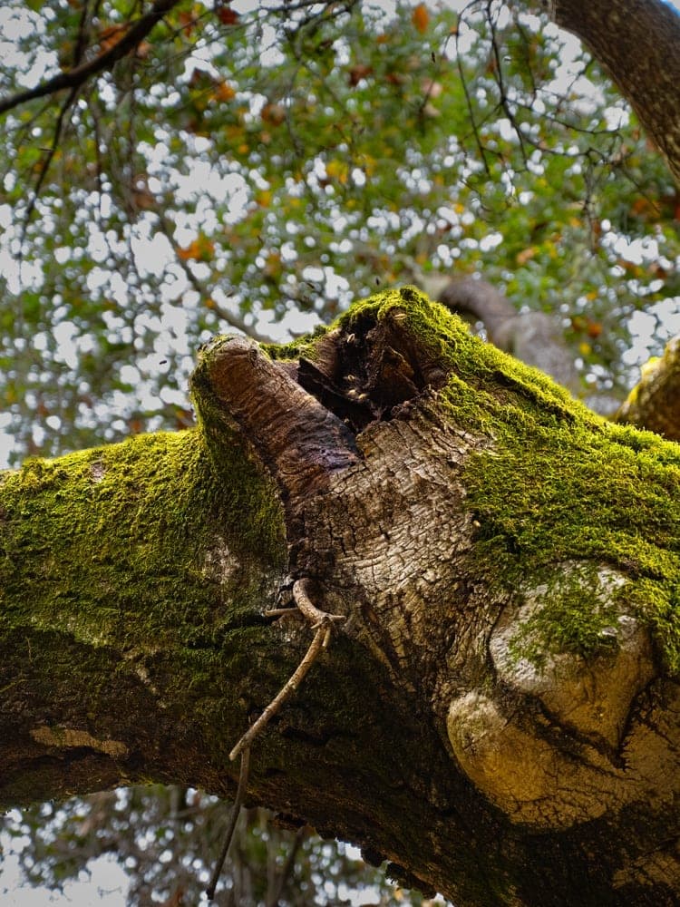 Moss-Kissed Branch