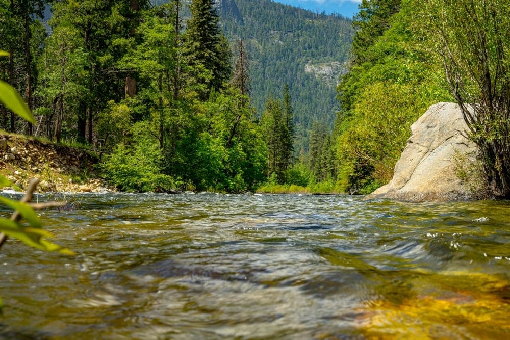 The Merced River flowing in Yosemite National Park, California, United States, with lush green trees and a large boulder on the bank.