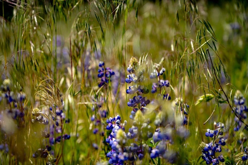 Blue lupine flowers and tall grasses in Yosemite National Park, United States.