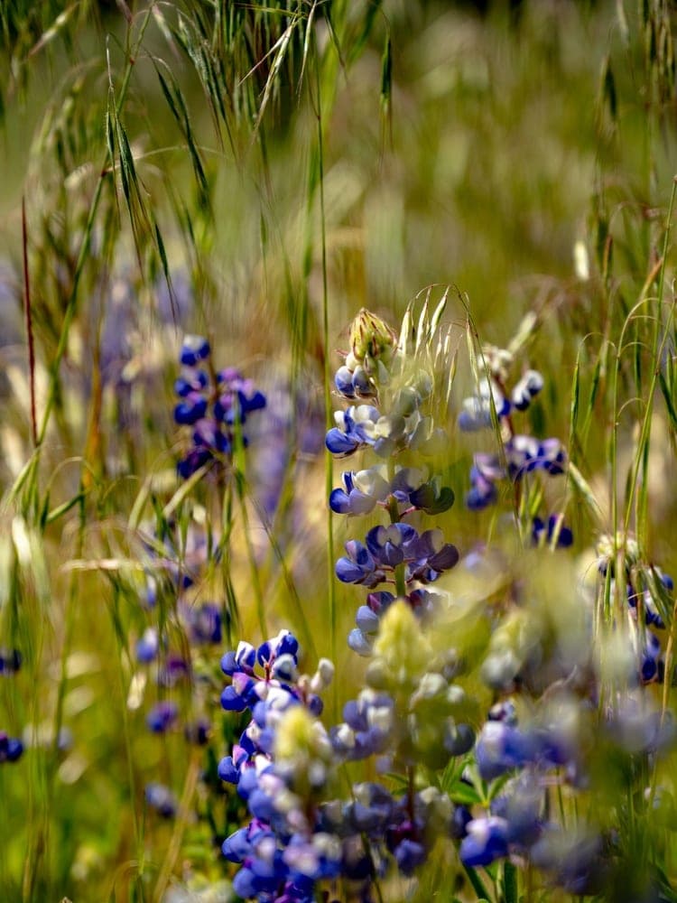 Yosemite Wildflower Meadow