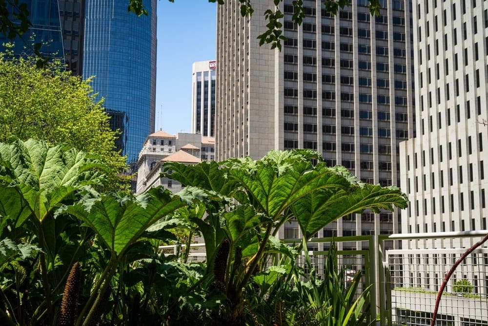 Large green Gunnera plants in the foreground with modern skyscrapers of San Francisco in the background.