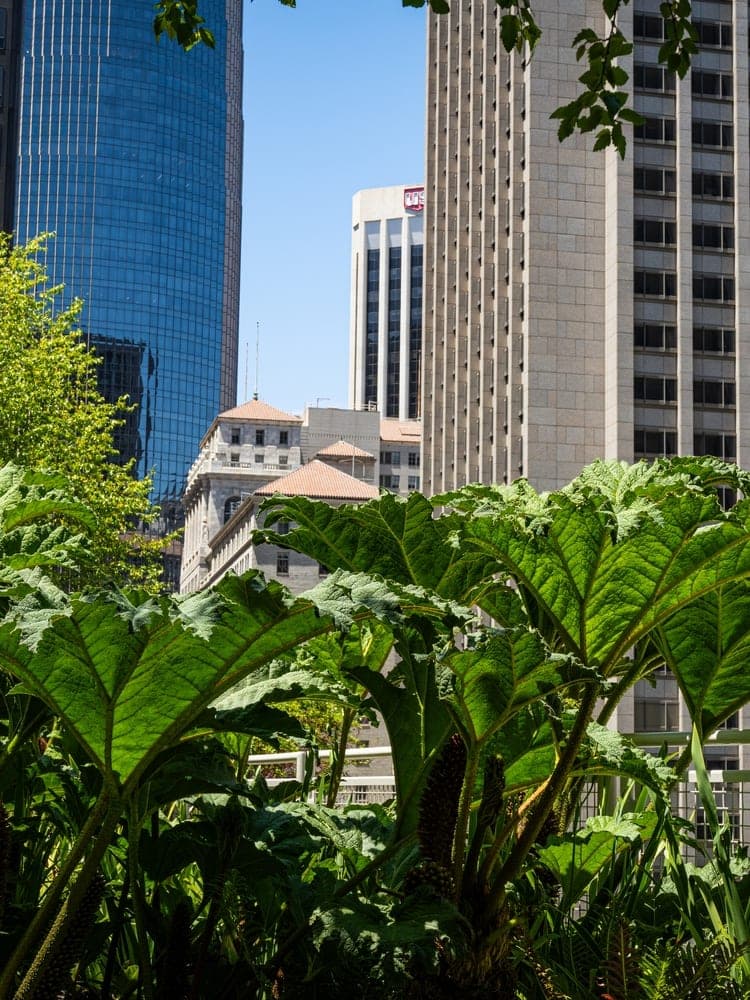 Urban Jungle Contrast