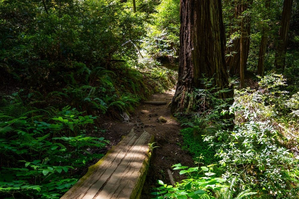 A sunlit forest path with a wooden bridge crossing a stream bed in Muir Woods National Monument, Mill Valley, California, United States.