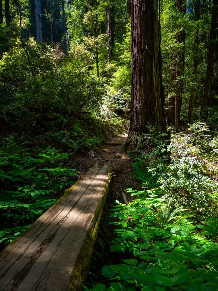 Redwood Forest Path