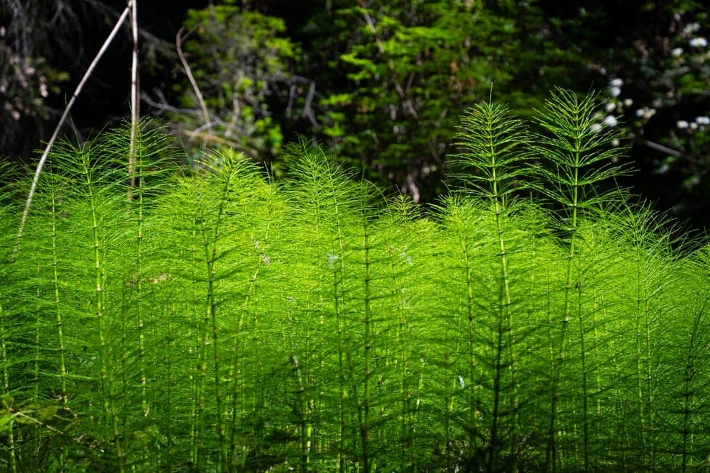 A dense patch of bright green horsetail plants in a forest near Golden Gate Bridge, California, United States.