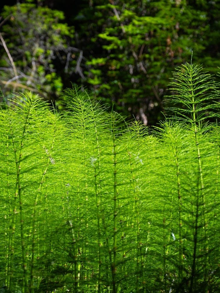 Emerald Forest Floor