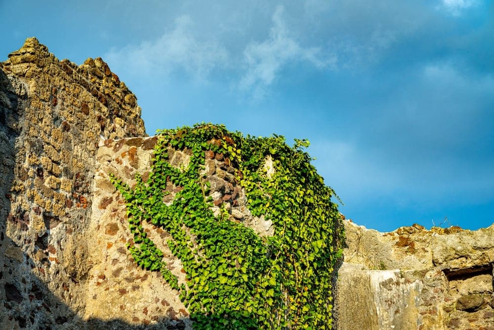 Ancient stone ruins in Pompeii, Italy, covered in lush green ivy, set against a bright blue sky.