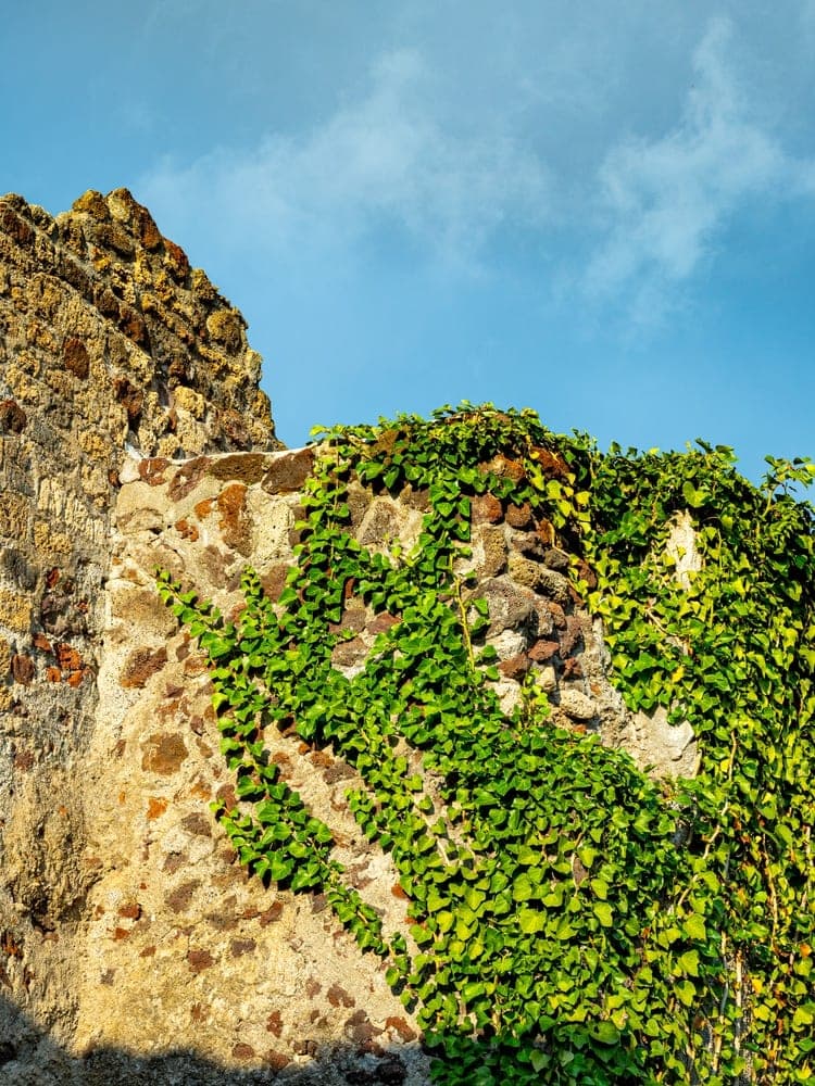 Pompeii's Verdant Embrace
