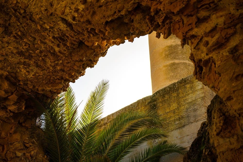 Tunis Stone and Palm