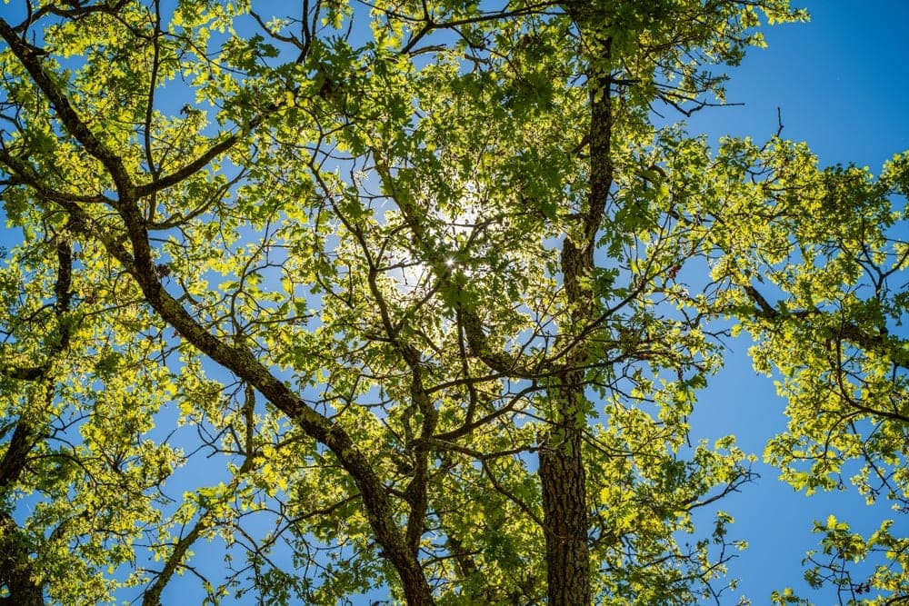 Looking up through green oak leaves and branches to the sun on a clear blue sky in Fremont, California, United States.
