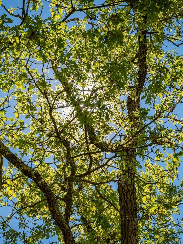 Spring Canopy Sunlight