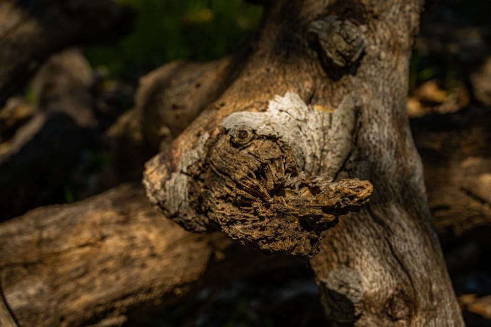 Close-up of a weathered tree branch with a knot resembling an eye, in Sunol, California, United States.