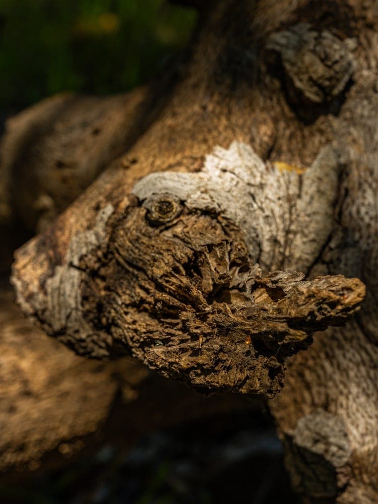 Woodland Watcher's Eye