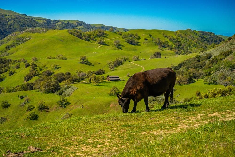 A brown cow grazes on a lush green hillside with rolling hills and a clear blue sky in Sunol, California, United States.
