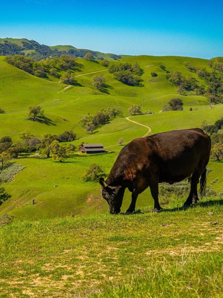 Sunol Valley Grazing