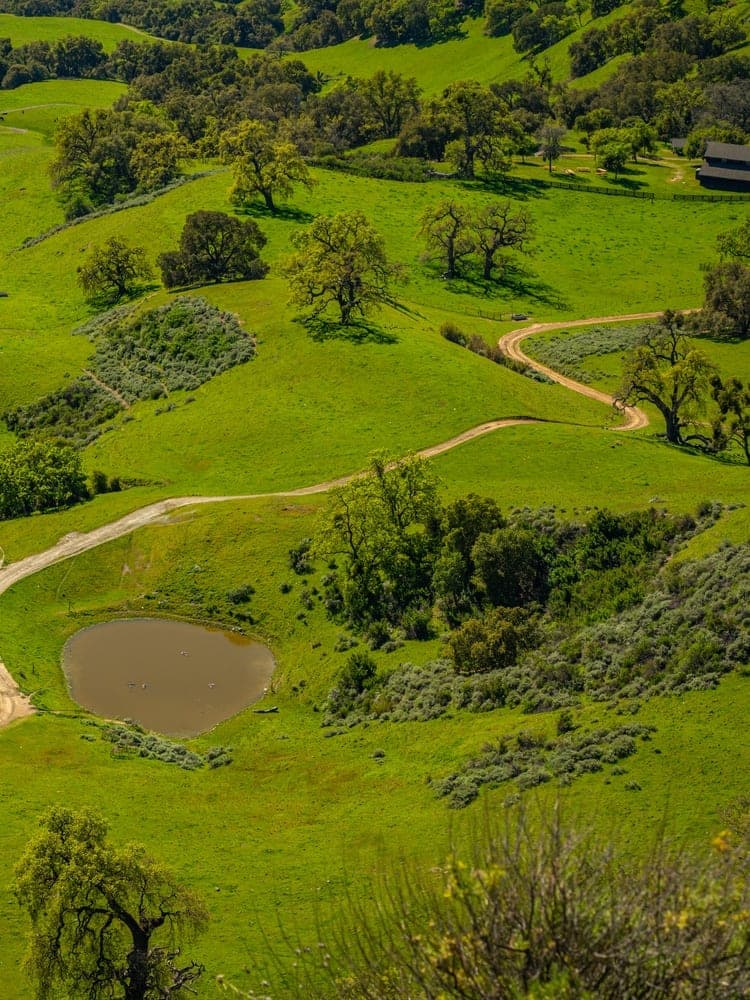 California's Verdant Embrace