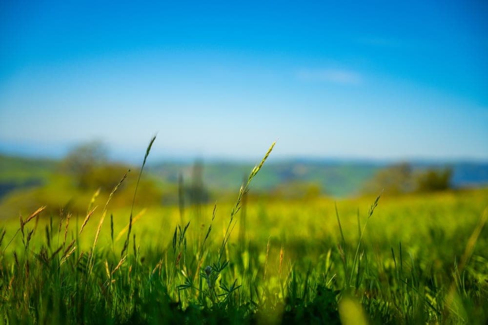 Close-up of tall green and golden grass in the foreground with a blurred landscape of rolling hills and a blue sky in the background, taken in Sunol, California, United States.