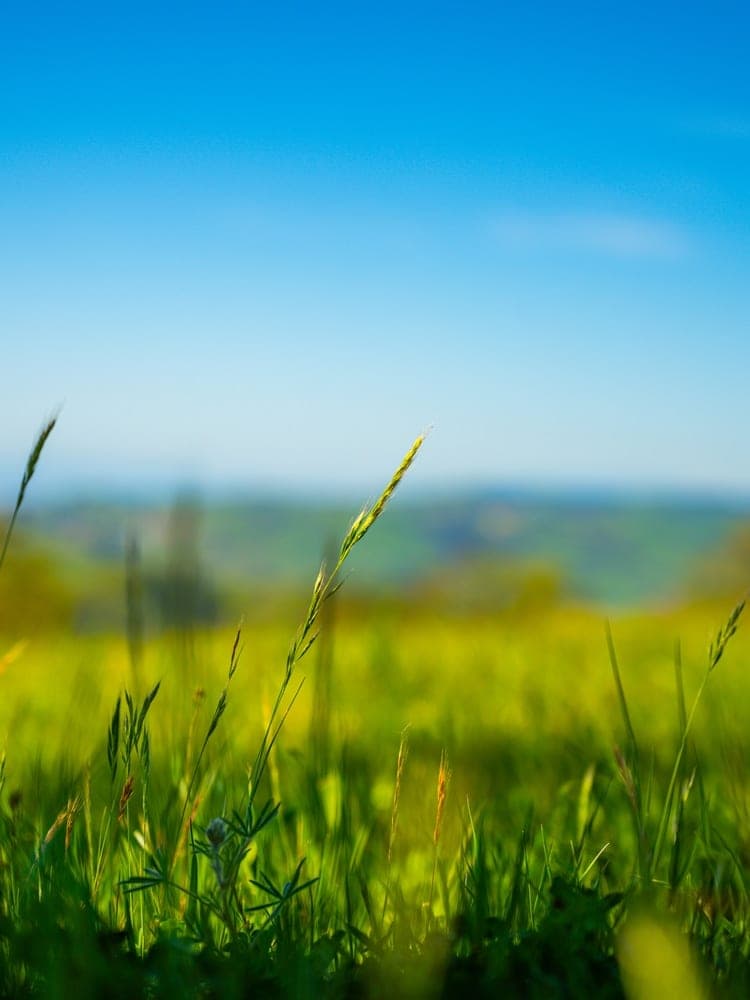 Golden Grass Horizon