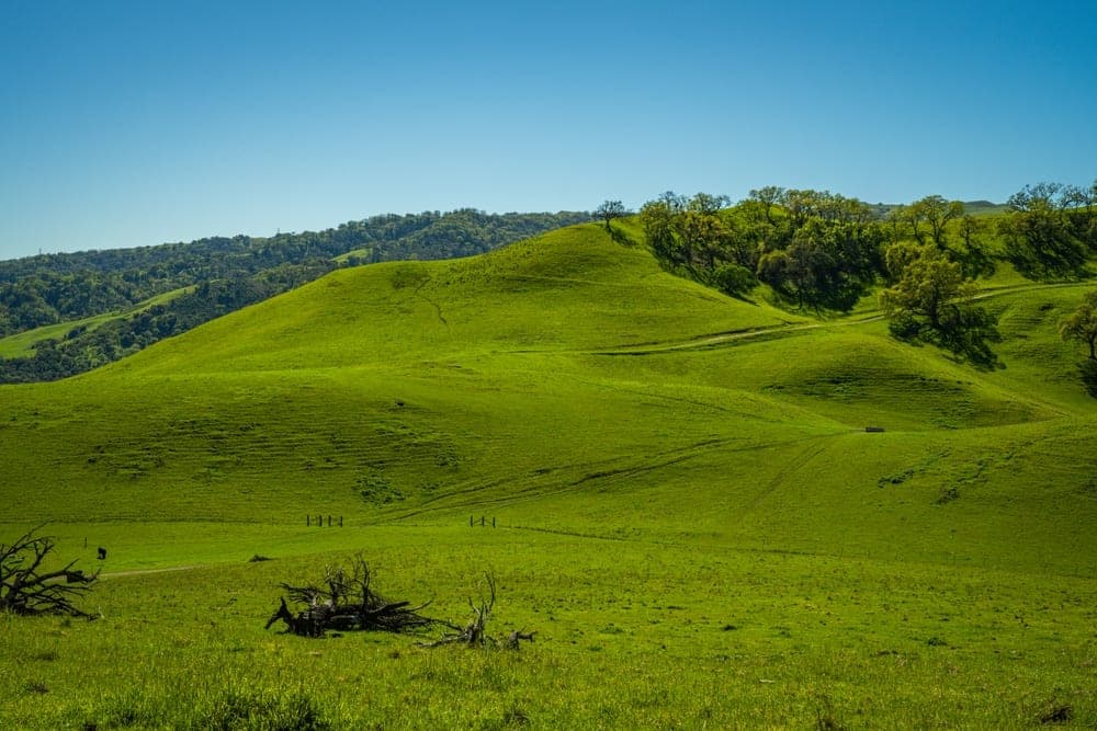 Rolling green hills under a clear blue sky in Sunol, California, United States, with scattered trees and faint dirt paths.