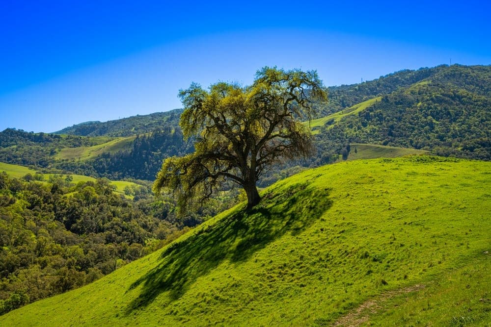 A lone oak tree on a vibrant green hill under a clear blue sky in the South Bay Area, California, United States.