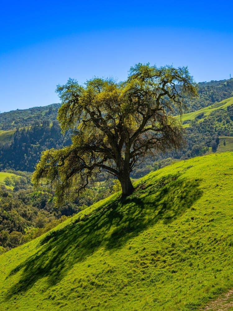 Oak on Emerald Hill