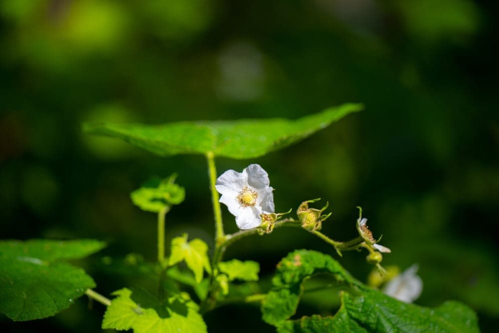 A single white wildflower with a yellow center blooms on a stem, surrounded by green leaves, in San Francisco, United States.