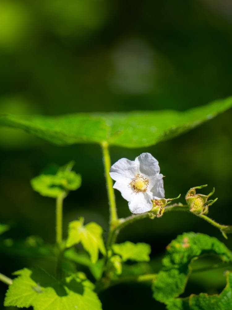 Wildflower's Gentle Bloom
