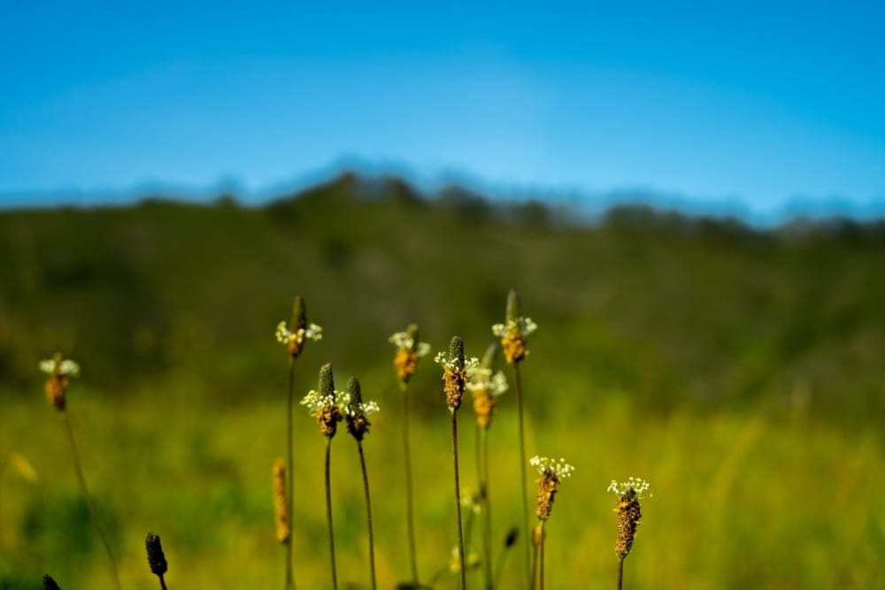 Wild plantain flowers in bloom against a blurred green hillside and blue sky in San Francisco, United States.