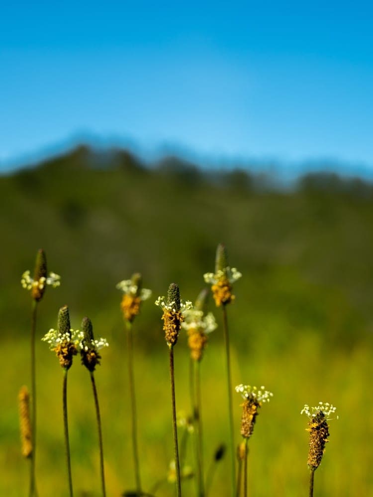Coastal Wildflowers Bloom