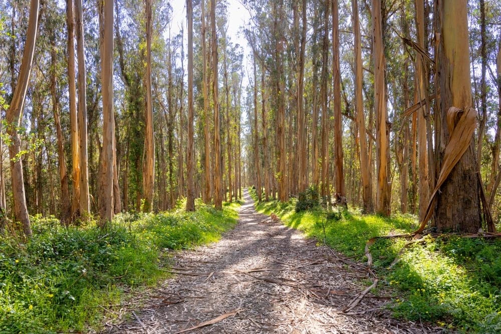 A path through a forest of tall eucalyptus trees in El Granada, California, United States, with green undergrowth and dappled sunlight.