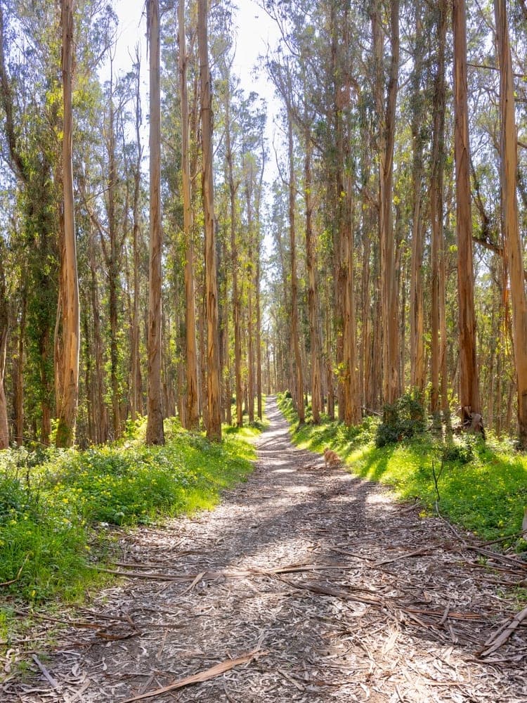 Eucalyptus Trail Serenity