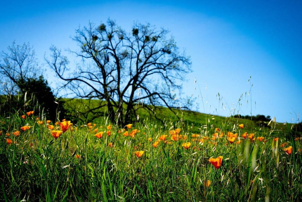 A field of vibrant orange California poppies in bloom, with tall grasses and a silhouetted tree against a green hill and a bright blue sky in Saratoga, California, United States.